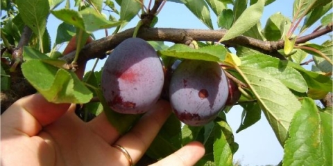 Kada i kako ubrati šljivu sa drveta?